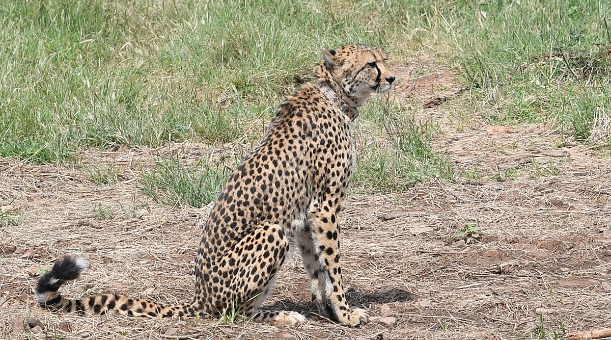 Y V Jhala writes: Cheetah deaths are a setback for the reintroduction ...