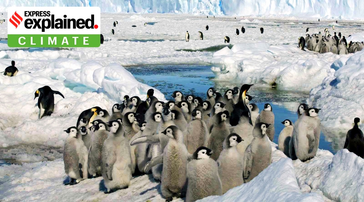 Emperor Penguins Climate