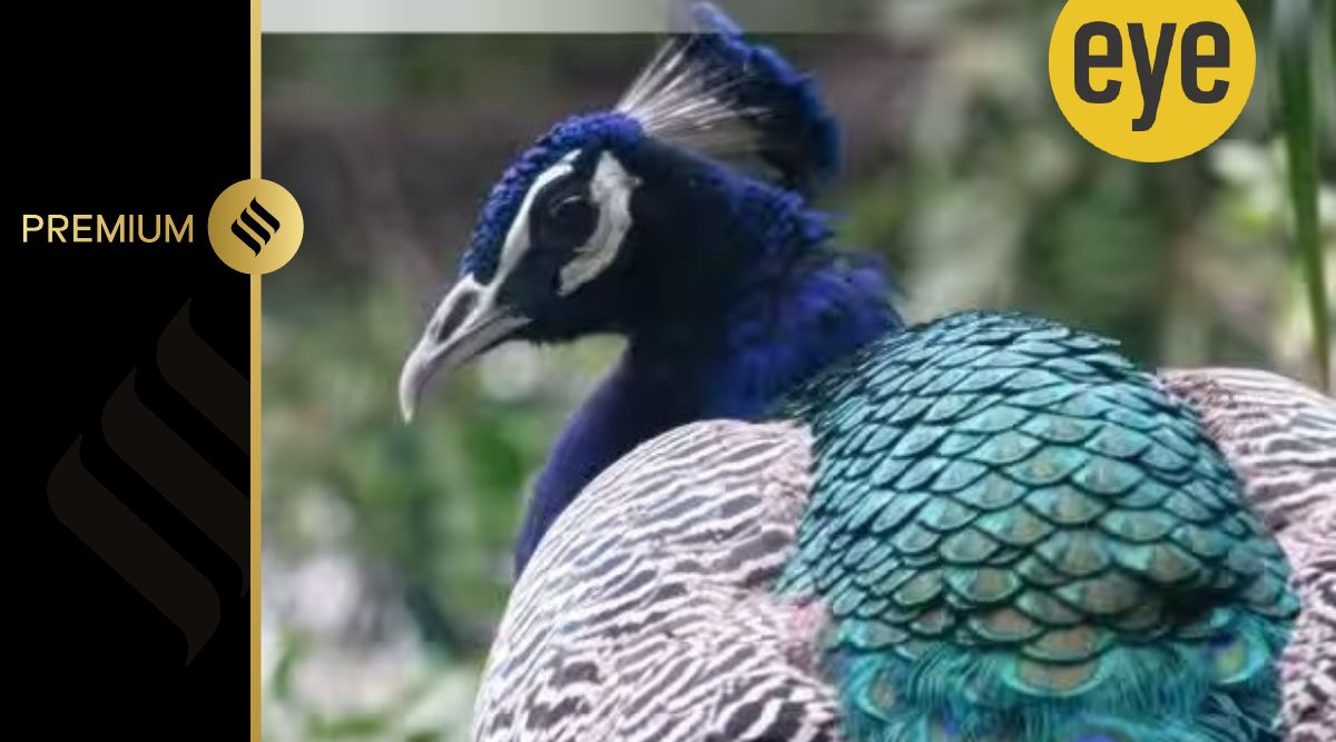 What's the difference between Peacock and Peacock Premium?