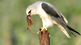 conservation of birds, Flamingo, Gujarat Flamingo, Gujarat forest department, Bird Conservation Society, raptors, vulture census, Egyptian vultures, GEER Gujarat, indian express news