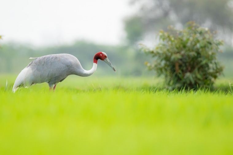 gujarat, sarus crane