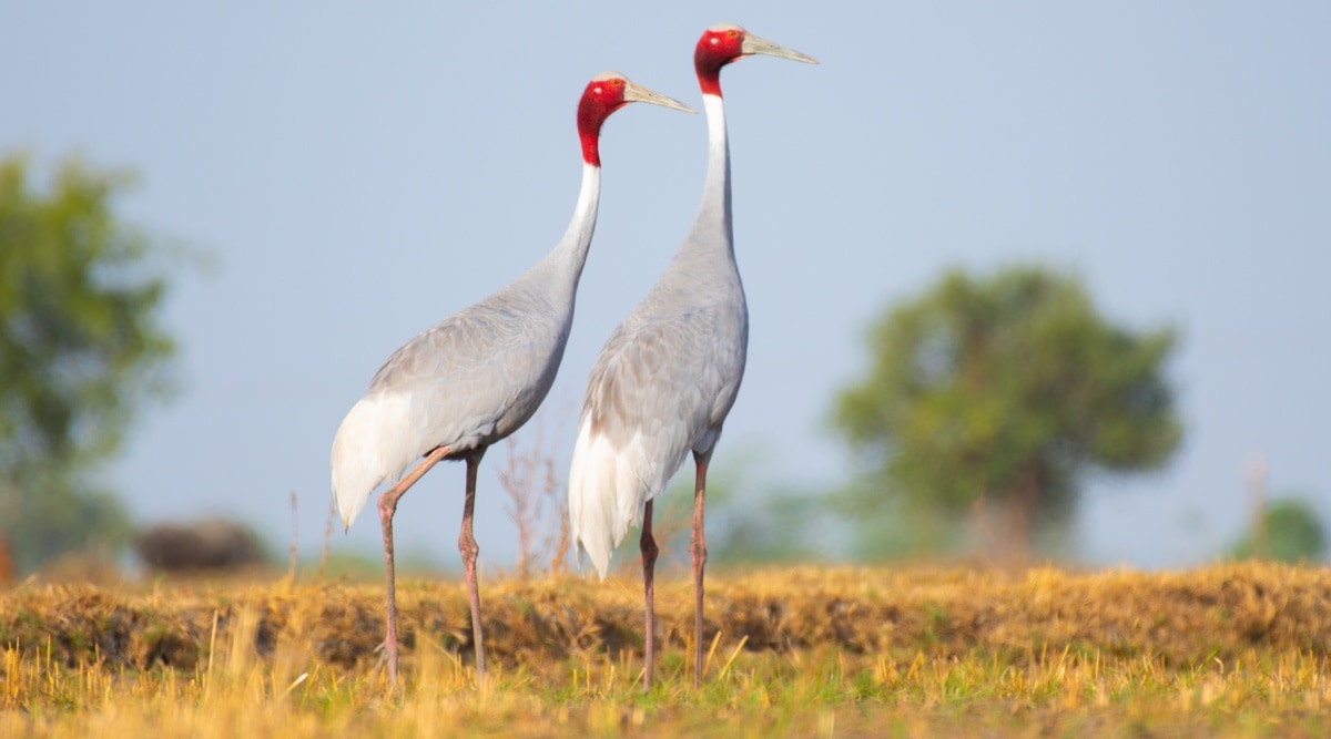 Crane Bird