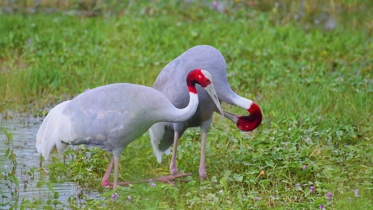 sarus cranes, gujarat