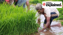 MSP hike by 5-10% on Kharif crops did not alone move the needle on inflation