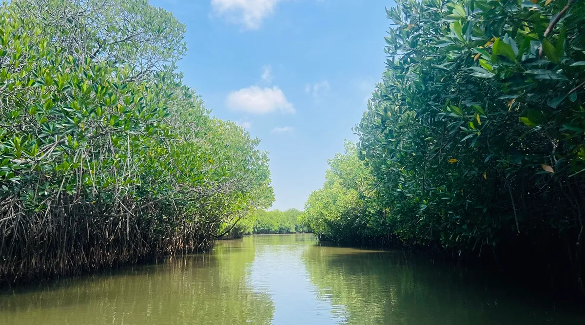 Mangroves: Ecology, economy, and a boat ride in Pichavaram