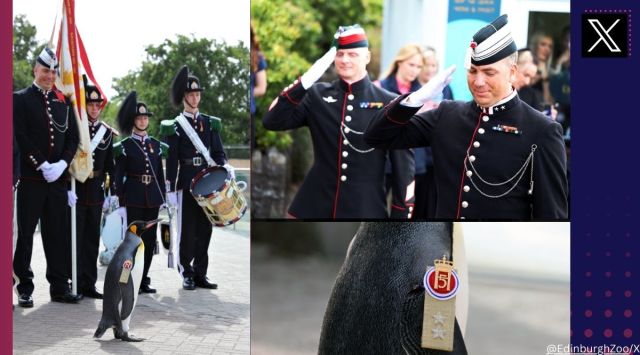 Meet the world's highest ranking penguin, Sir Nils is a Major General in Norwegian Army now