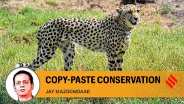jay mazoomdar on cheetah deaths