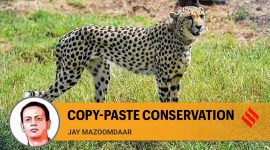 jay mazoomdar on cheetah deaths