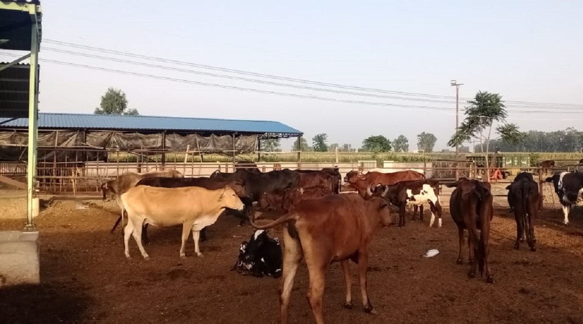 Social worker alleges poor upkeep of cow shelter in Punjab’s Kapurthala ...