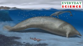 Perucetus colossus, an early whale from Peru that lived about 38-40 million years ago