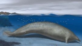 Perucetus colossus, an extinct giant marine mammal heavier than the blue whale
