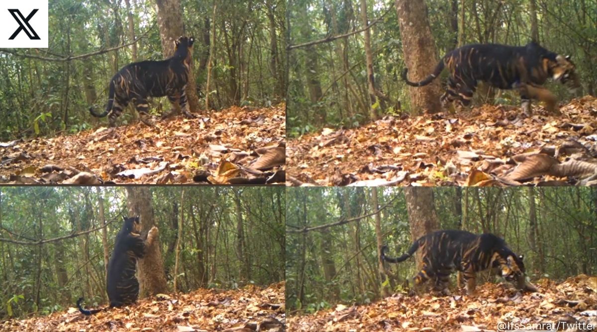 Rare melanistic tiger with distinctive dark stripe patterns caught on ...