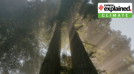 Sunlight cuts through fog and forest at one of the Redwood National and State Parks near Orick, Calif., Aug. 1, 2023. (Ian Bates/The New York Times)