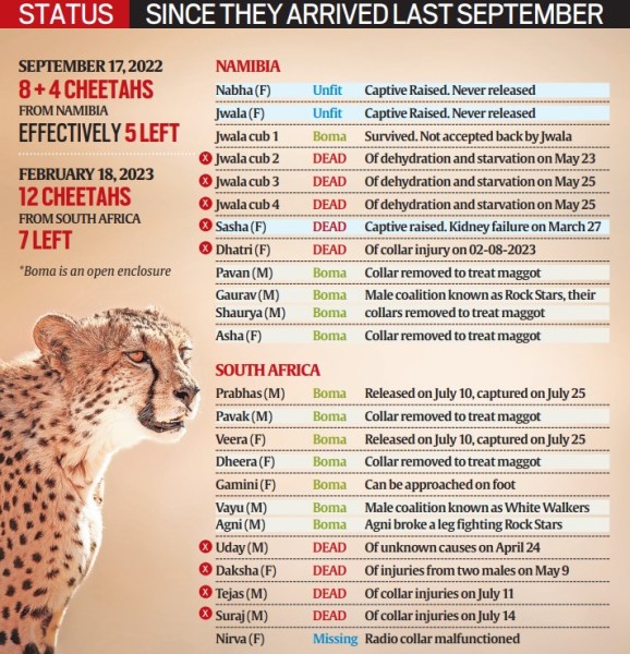 Being fed in the wild, their prey being poached, collar wounds not monitored: Cheetah project falters