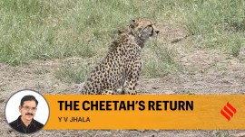 Cheetah return