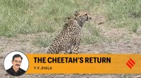 Cheetah return
