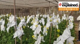 The new genome-edited mustard plants being grown under protected net-house conditions.