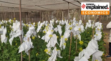The new genome-edited mustard plants being grown under protected net-house conditions.