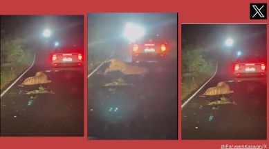 Tiger hit by vehicle in Maharashtra, dies later