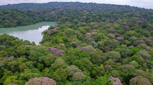 Aerial shot of tropical trees near a water body