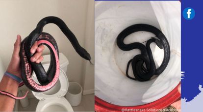 A Poisonous Snake in the Bathroom Wrapped Around the Shower Stock Photo -  Image of bite, fear: 231466112