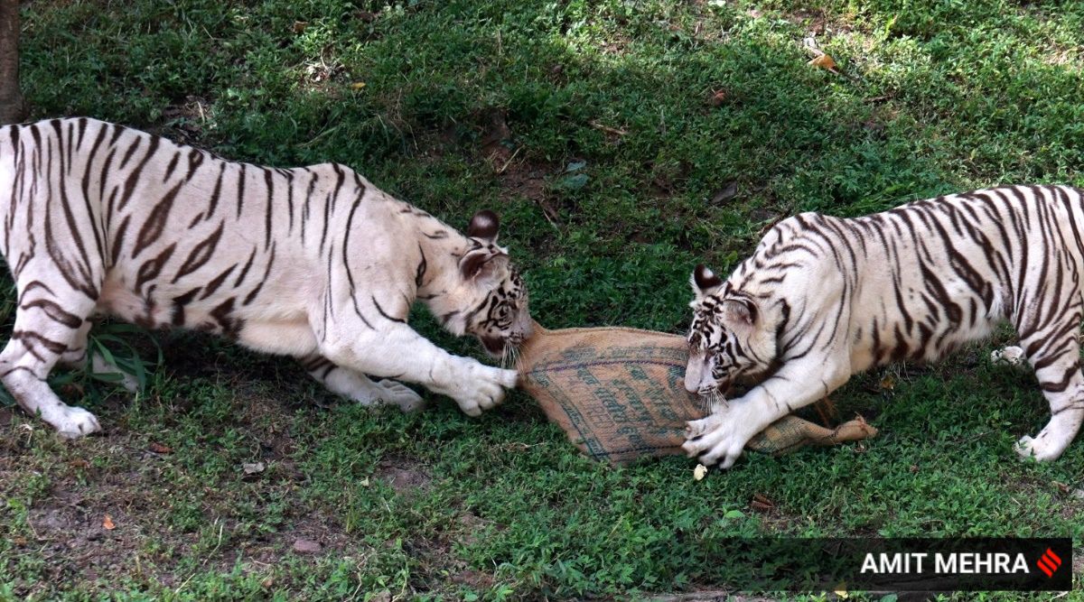 Malayan tiger cubs celebrate first birthday at zoo