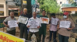 stray cattle menace chennai