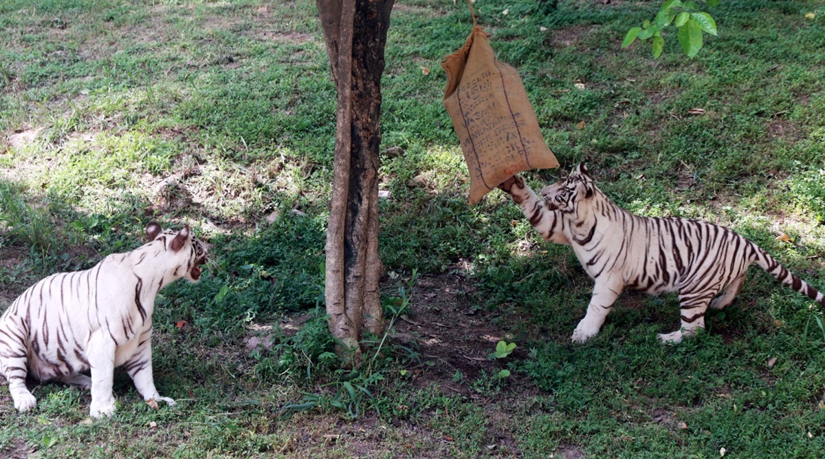 Delhi zoo to celebrate first birthday of white tiger cubs