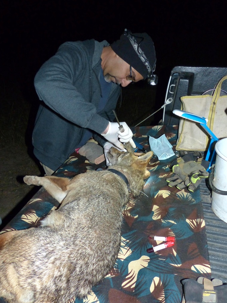 Dr Abi T Vanak fits a GPS collar on a golden jackal in the grasslands around Baramati in Maharashtra