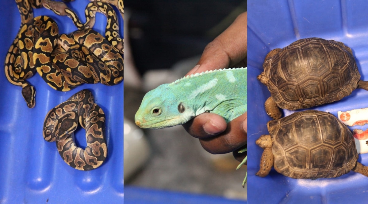 Pythons, iguanas, alligators among 234 animals found in trolley bags in Bengaluru  airport, passenger who arrived from Bangkok held | Bangalore News - The  Indian Express