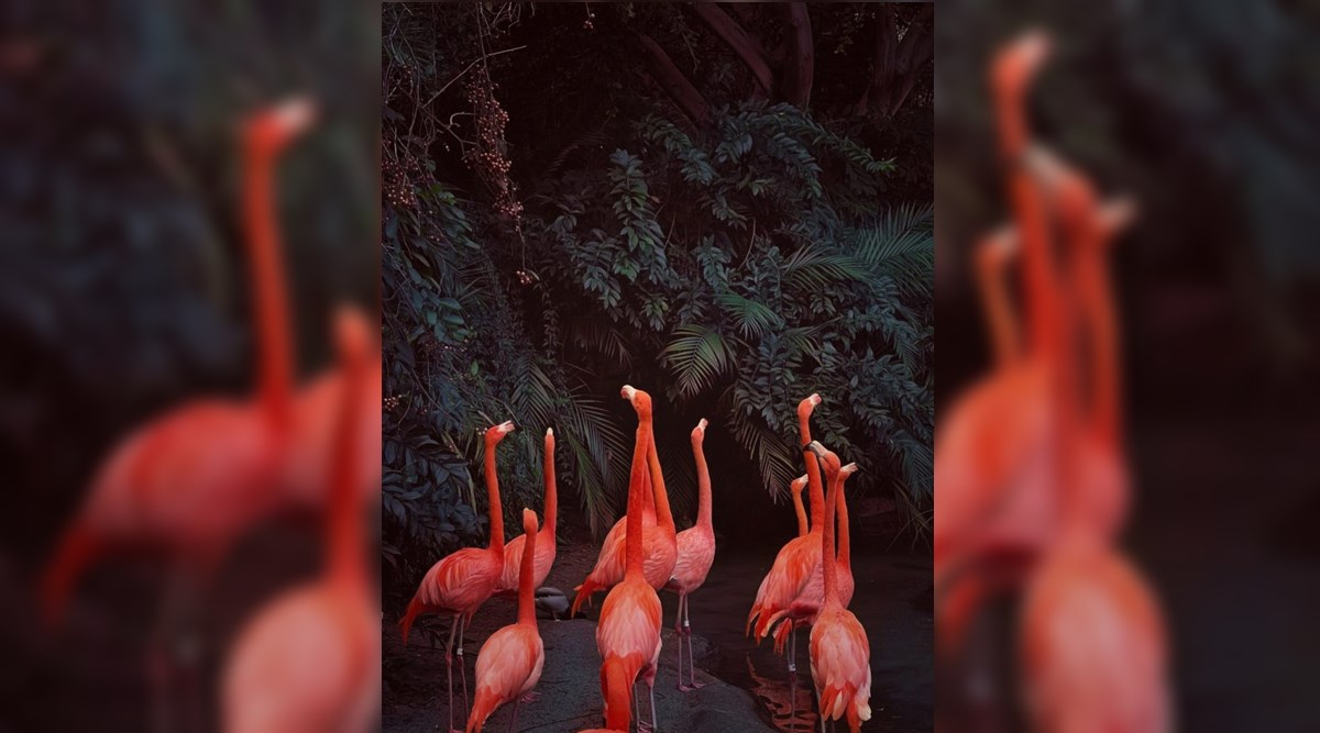 animals