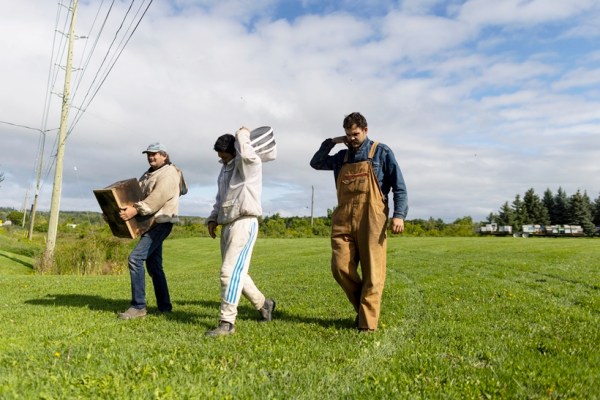 Canada Ontario Bee Crash