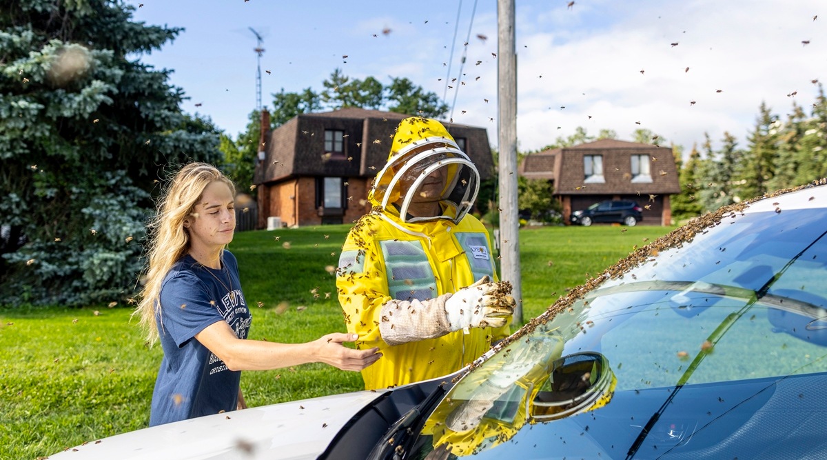 Beekeepers Terri Faloney, left, and Tyler Trute remove bees from a car