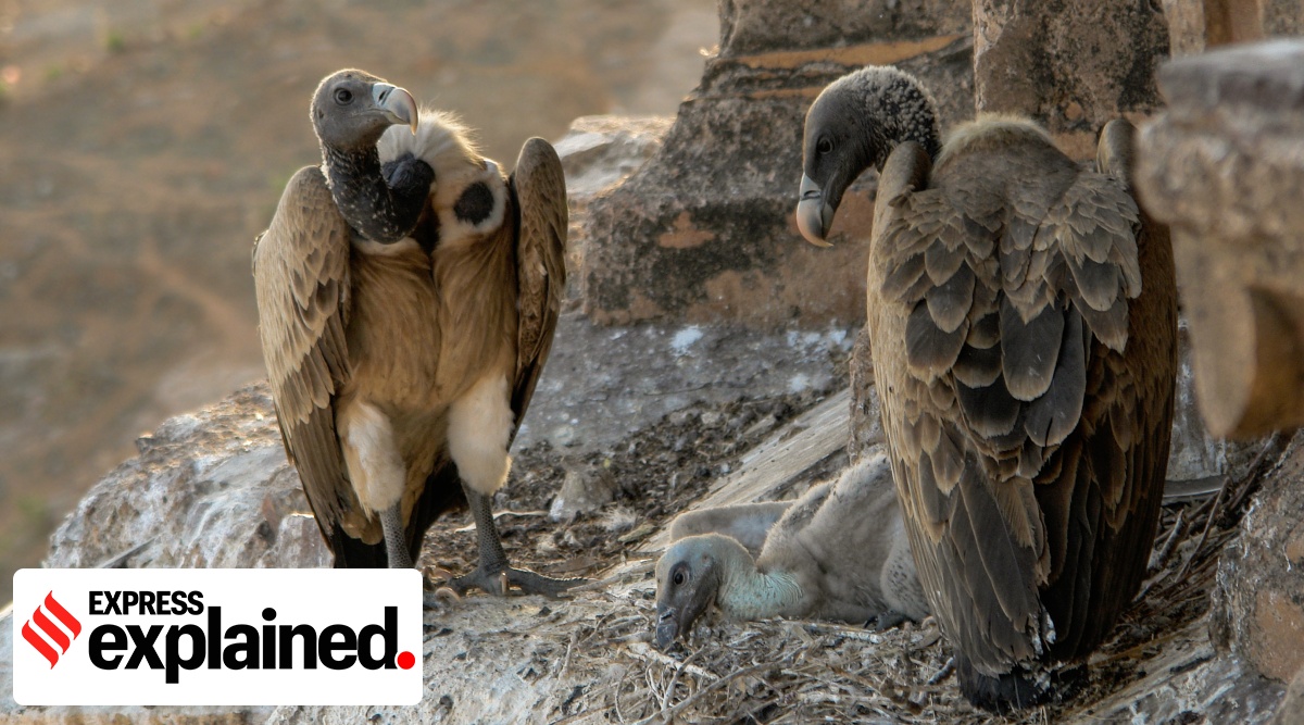 bird species in india decline