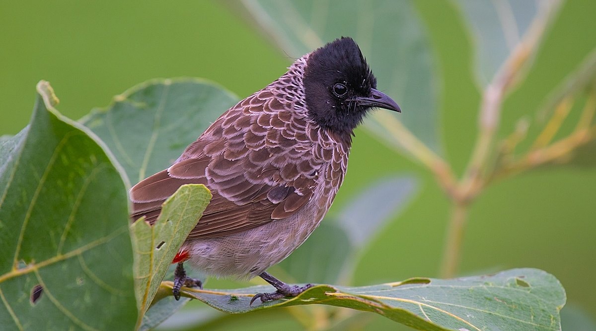 Birds Without Borders: Red-vented bulbul, a finely scaled beauty loyal ...