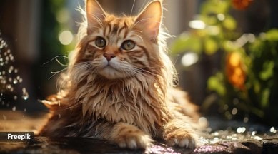 cat