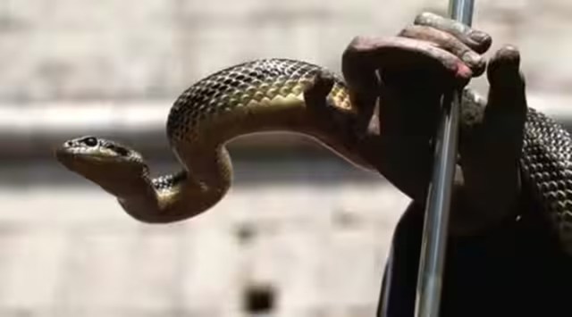 snakebite