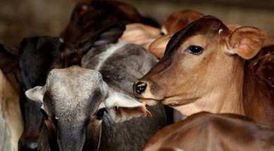 Beef cattle, cow slaughtering, Gujarat Police raid, mob attack, cops injured, Mumbai news, indian express news