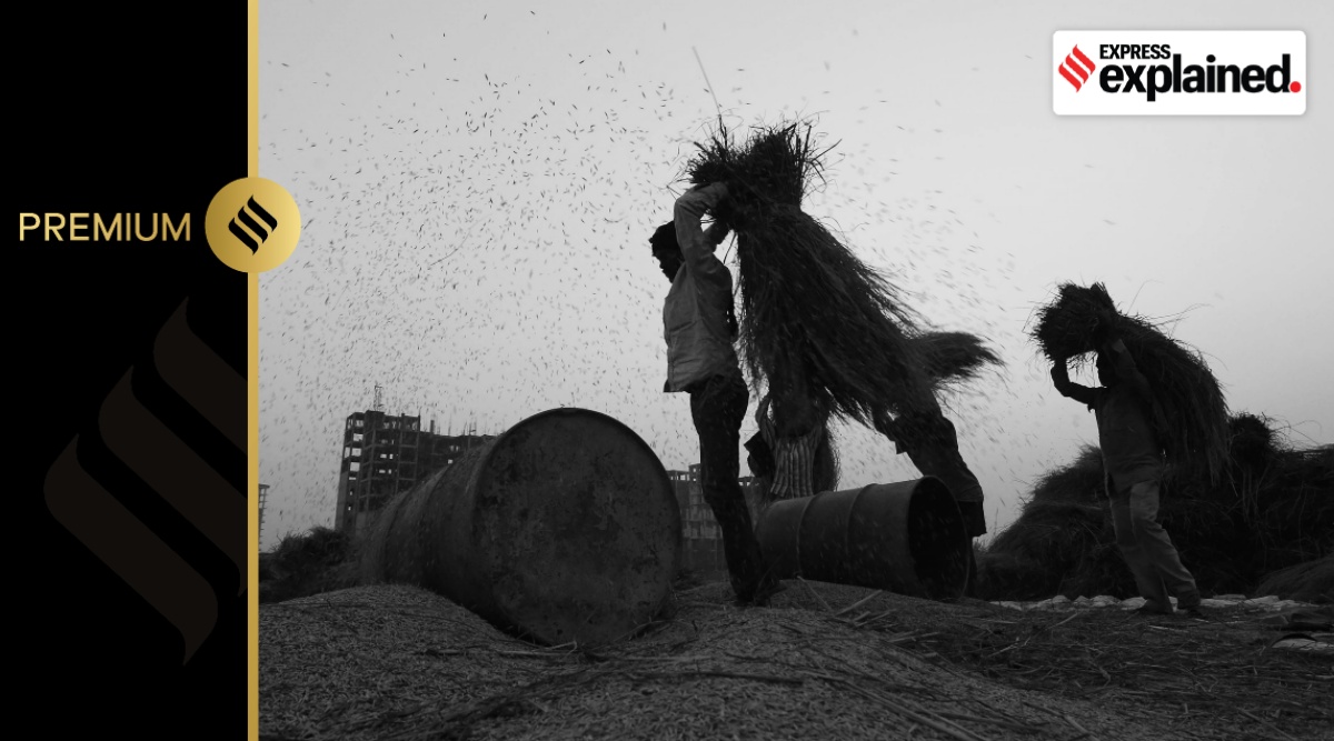 Workers thrashing Basmati Paddy in the field at a village near Kharar in Punjab's District SAS Nagar.