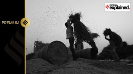 Workers thrashing Basmati Paddy in the field at a village near Kharar in Punjab's District SAS Nagar.