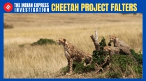 Being fed in the wild, their prey being poached, collar wounds not monitored: Cheetah project falters