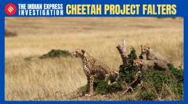 cheetah project, kuno national park, cheetah deaths