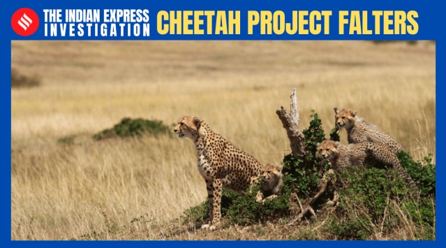 cheetah project, kuno national park, cheetah deaths