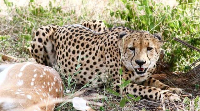 cheetah