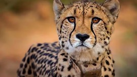 Have serious concerns how cheetah project is managed, we in dark, foreign experts tell SC