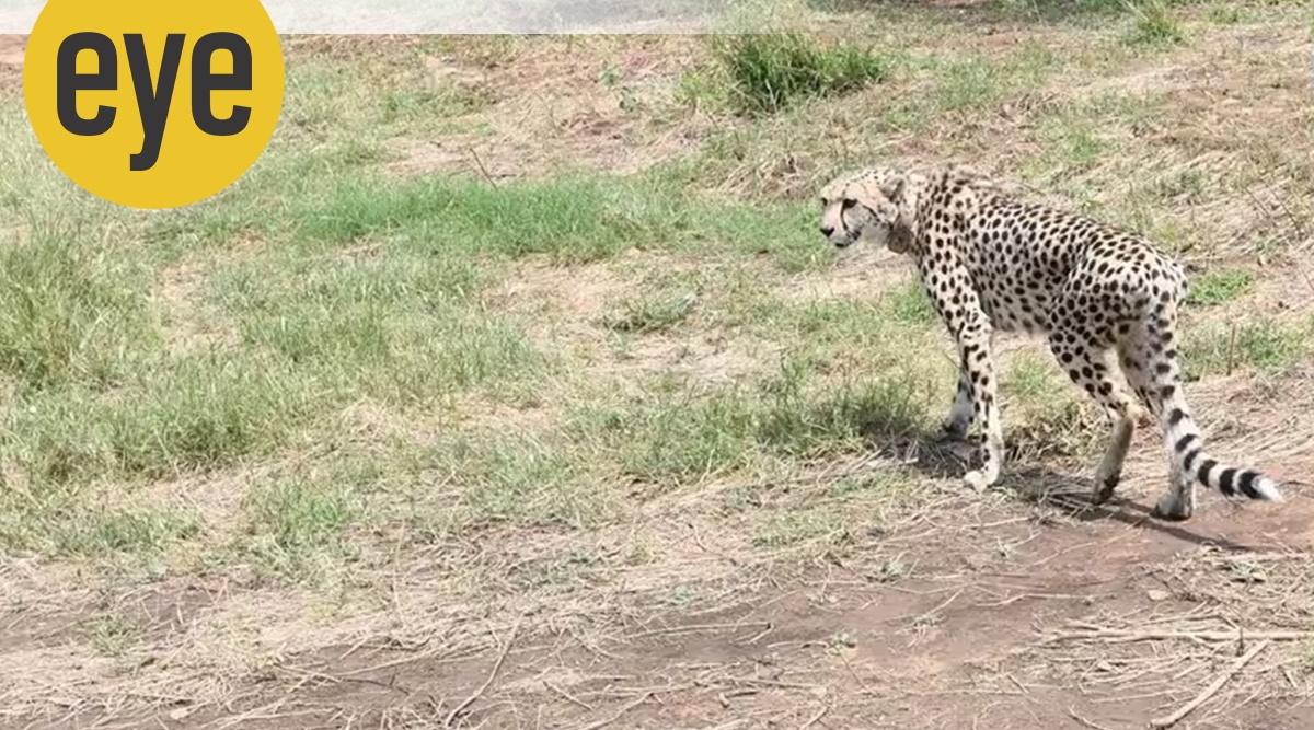 cheetah eating food happy