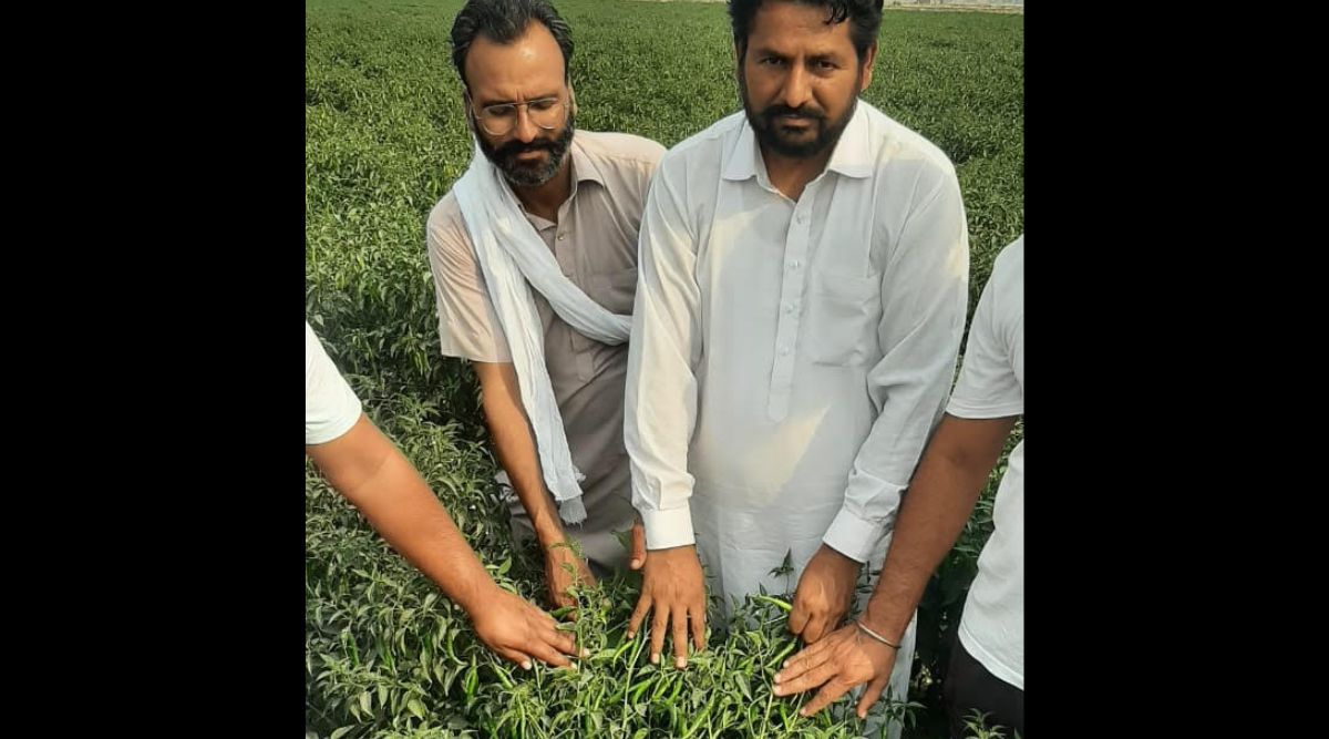 chilli growers in Punjab