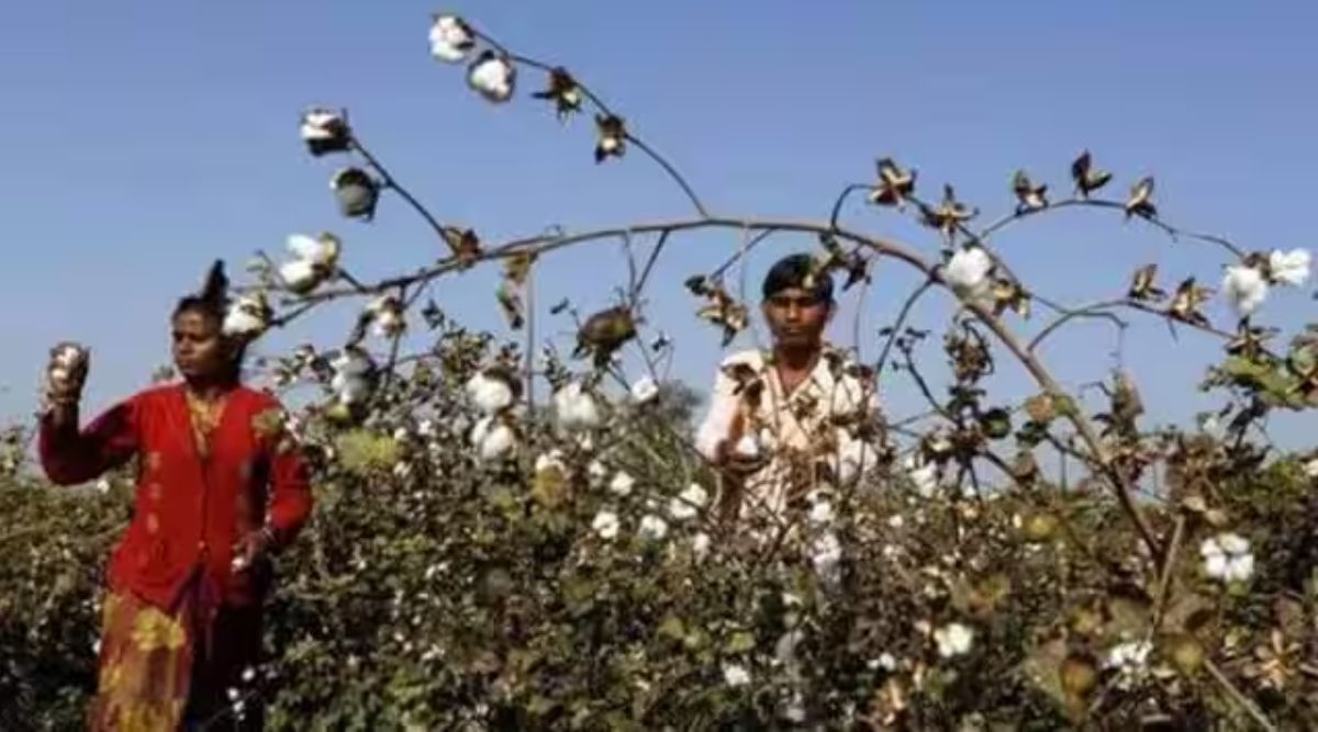 cotton msp: Cotton prices expected to stabilise due to 9% hike in