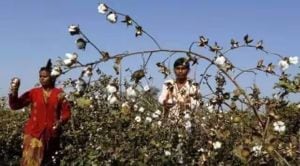 cotton, cotton price, MSP, indian express