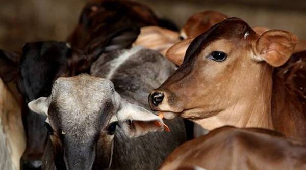 Mortes de vacas em Lucknow, Dr. Arvind Kumar, Diretor Veterinário de Lucknow, Notícias de Lucknow, Notícias de Uttar Pradesh, Lucknow, Notícias da Índia, Indian Express, Notícias da Índia Indian Express, Indian Express Índia, forragem